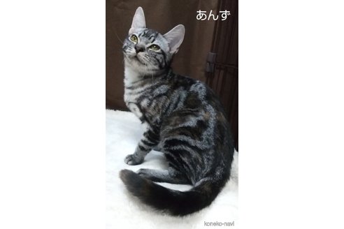 成約済の愛知県のアメリカンショートヘア-83710の3枚目