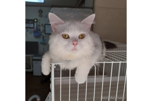 成約済の大阪府のマンチカン-75364