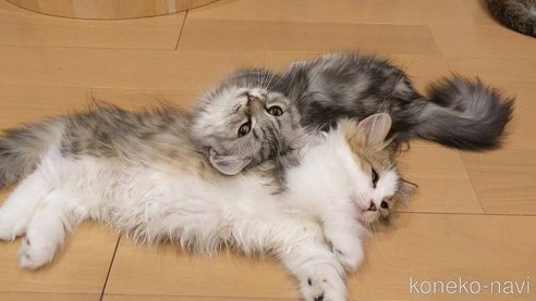 成約済の埼玉県のミヌエット(短足)-93268の2枚目