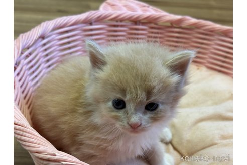成約済の千葉県のラパーマ-97367の1枚目