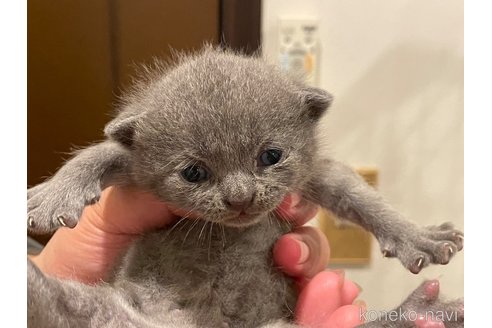 成約済の滋賀県のブリティッシュショートヘア-94081の3枚目