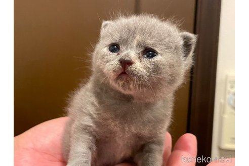 成約済の滋賀県のブリティッシュショートヘア-94083の2枚目