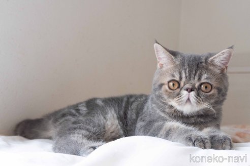 成約済の東京都のエキゾチックショートヘア-88723の3枚目