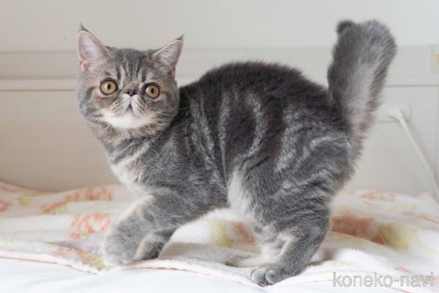 成約済の東京都のエキゾチックショートヘア-88723の2枚目