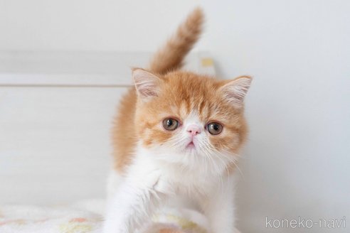 成約済の東京都のエキゾチックショートヘア-93084の12枚目