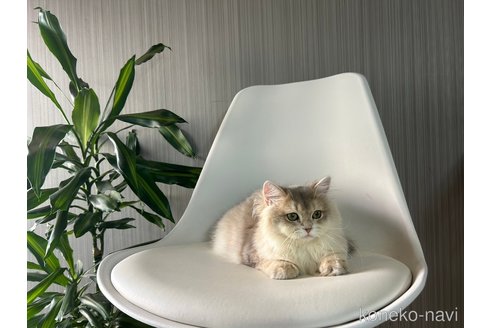 成約済の千葉県のブリティッシュロングヘア-85635の2枚目