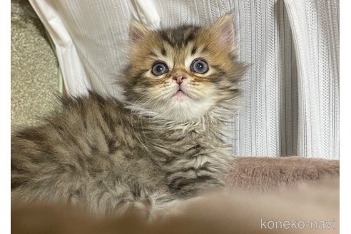 成約済の大阪府のミヌエット(短足)-95885の5枚目