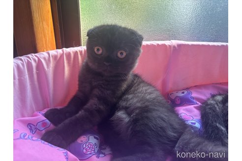 成約済の千葉県のスコティッシュフォールド(折れ耳)-90151の15枚目