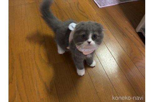 成約済の千葉県のスコティッシュフォールド(折れ耳)-90152の5枚目