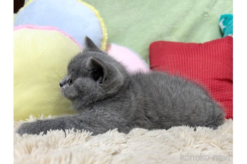 成約済の大阪府のブリティッシュショートヘア-94245の5枚目