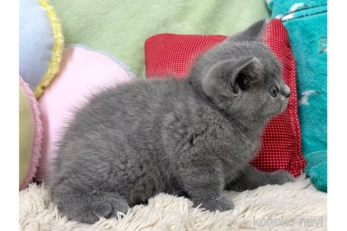 成約済の大阪府のブリティッシュショートヘア-94245の2枚目