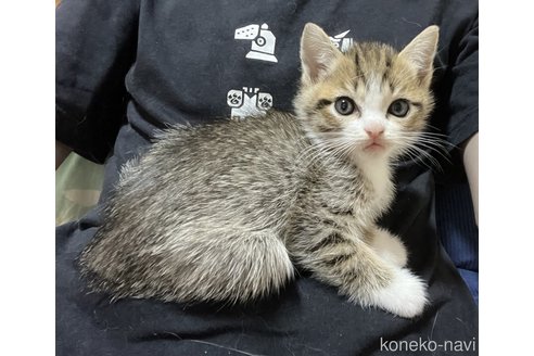 成約済の埼玉県のミックス-95247の3枚目