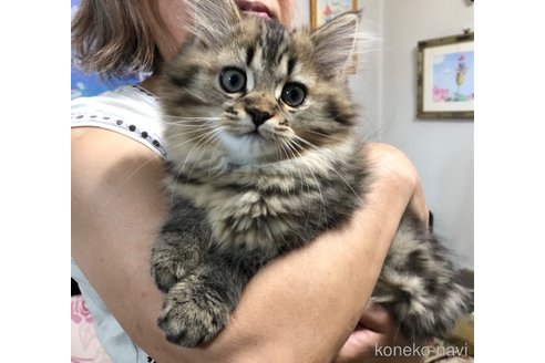 成約済の愛知県のミヌエット-92949の15枚目