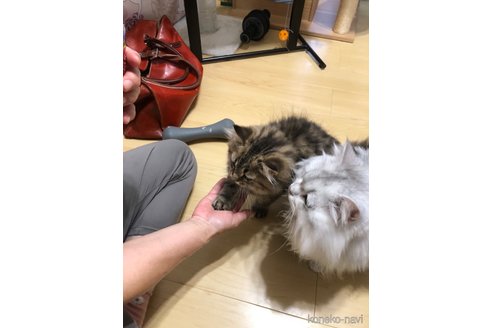成約済の愛知県のミヌエット-92949の13枚目