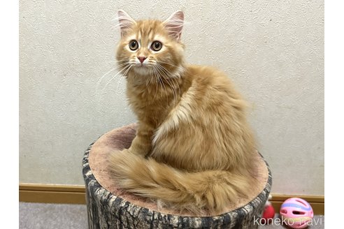 成約済の千葉県のラガマフィン-87634の4枚目