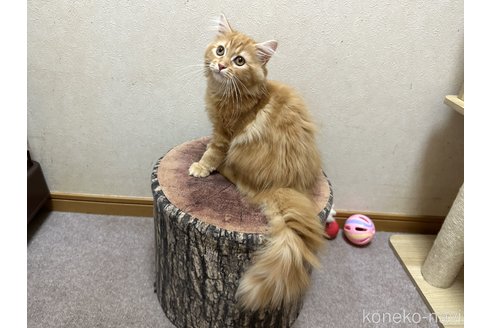 成約済の千葉県のラガマフィン-87634の2枚目