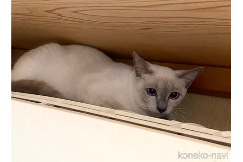 舞雪ちゃん1枚目