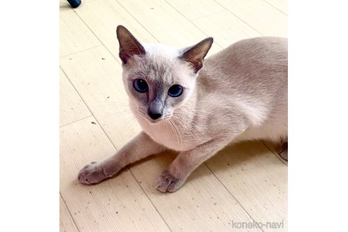 夢ちゃん1枚目