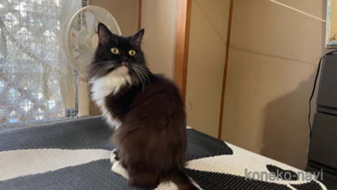 クロポンポンちゃんちゃん1枚目