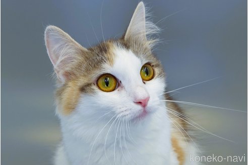 ミランダちゃん1枚目
