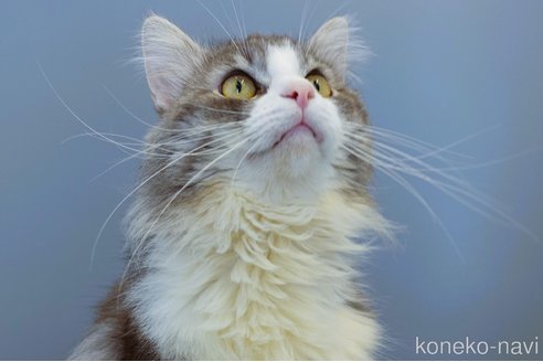ココアくん1枚目