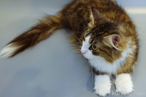 ビビアンちゃん1枚目