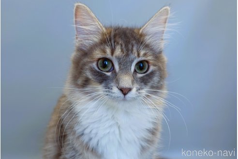 くるみちゃん1枚目
