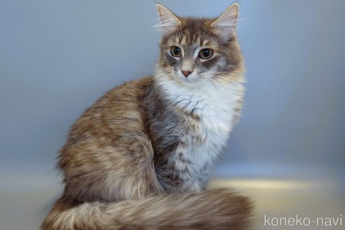 くるみちゃん1枚目
