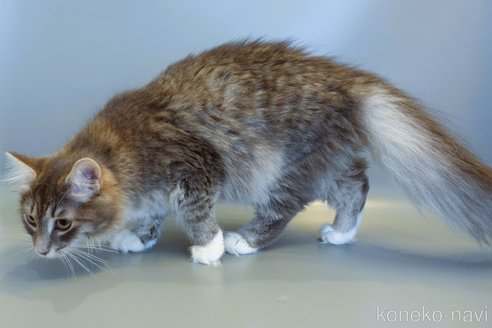 くるみちゃん1枚目
