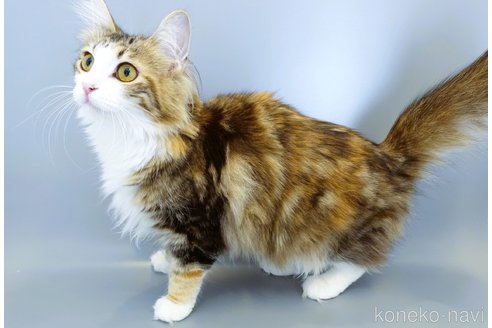 チェルシーちゃん1枚目