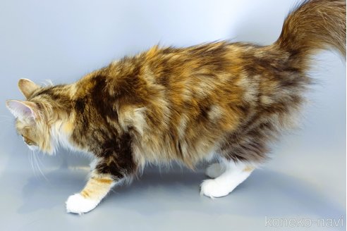 チェルシーちゃん1枚目