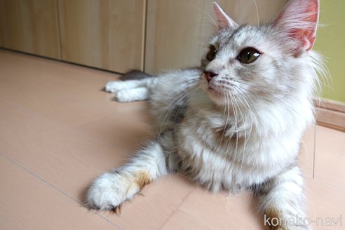 メルシーちゃん1枚目