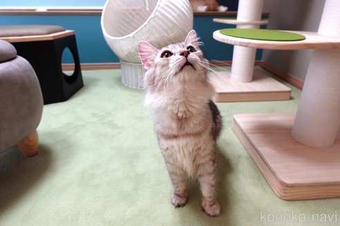 メルシーちゃん1枚目