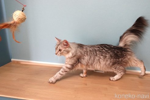メルシーちゃん1枚目