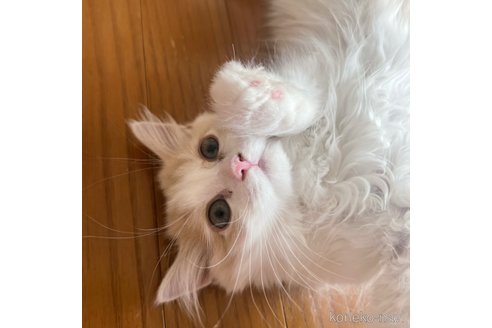 成約済の三重県のスコティッシュフォールド-90038の5枚目