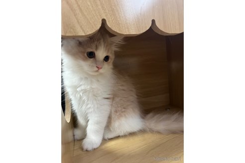 成約済の三重県のスコティッシュフォールド-90038の7枚目