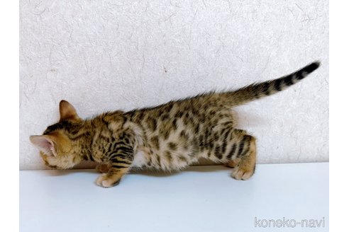 成約済の東京都のベンガル-95903の3枚目