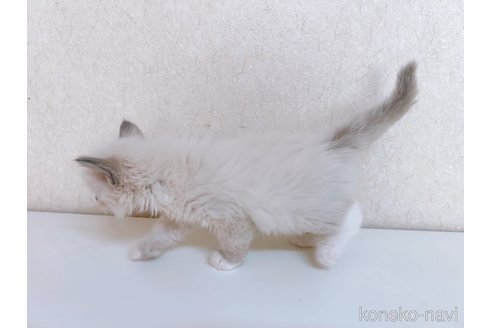 成約済の東京都のラグドール-95915の3枚目