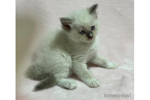 成約済の滋賀県のラグドール-94956の3枚目