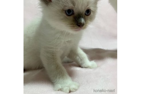 成約済の滋賀県のラグドール-94956の4枚目