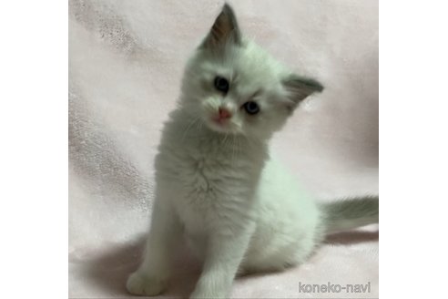 成約済の滋賀県のラグドール-94966の2枚目