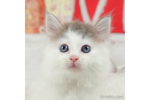 成約済の茨城県のノルウェージャンフォレストキャット-95943の5枚目
