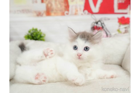 成約済の茨城県のノルウェージャンフォレストキャット-95943の3枚目