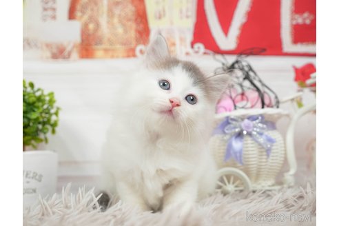 成約済の茨城県のノルウェージャンフォレストキャット-95943の4枚目