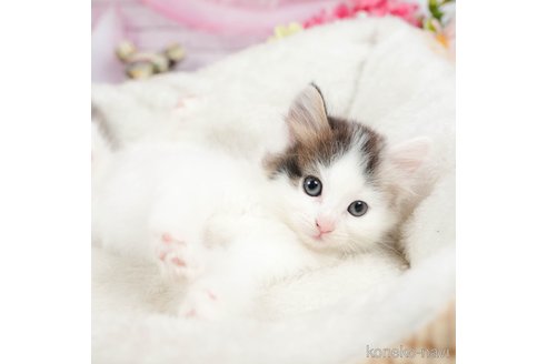 成約済の茨城県のノルウェージャンフォレストキャット-95944の3枚目
