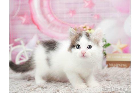 成約済の茨城県のノルウェージャンフォレストキャット-95944の4枚目