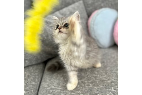 成約済の岐阜県のサイベリアン-93914の4枚目