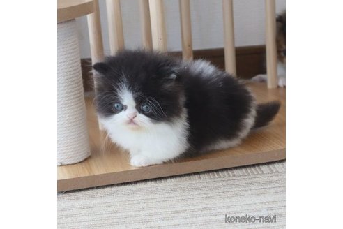 成約済の広島県のミヌエット-95946の3枚目