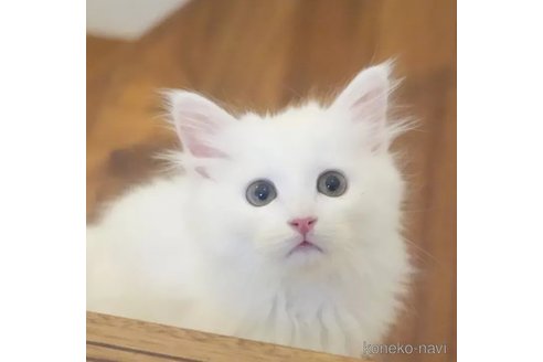 商談中の埼玉県のサイベリアン-95948