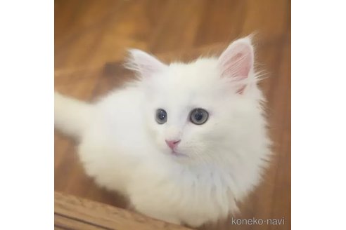 成約済の埼玉県のサイベリアン-95948の2枚目